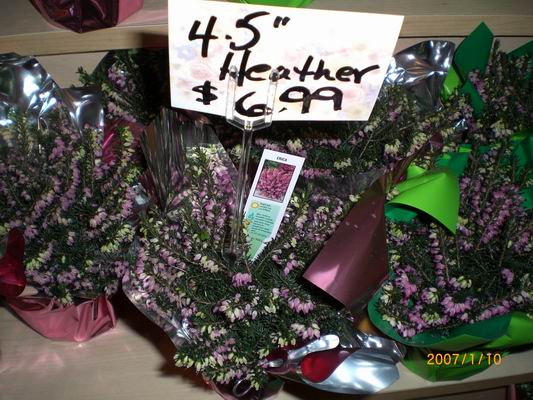 Resize of CIMG0515.JPG